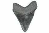 Serrated, Fossil Megalodon Tooth - South Carolina #362245-2